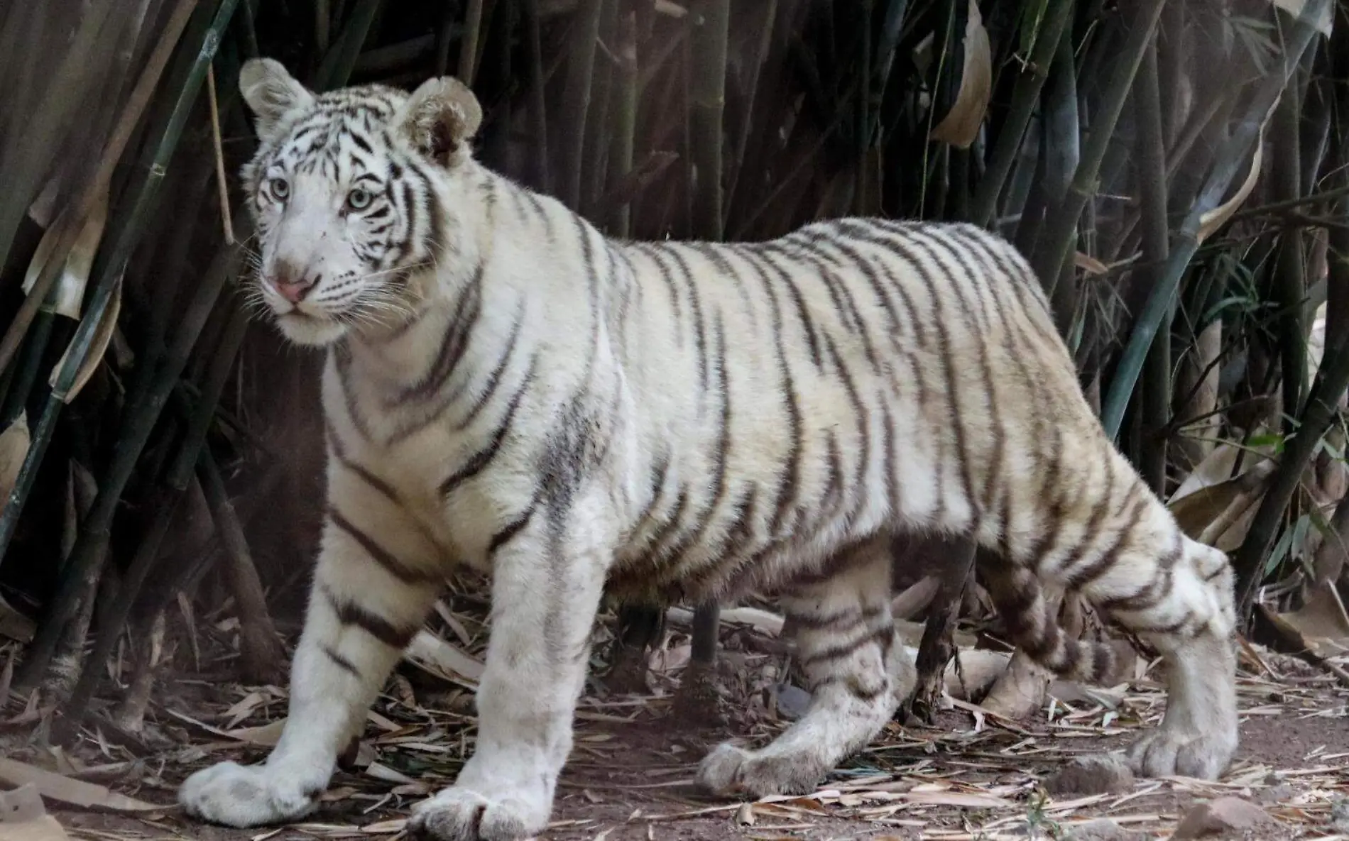 Tigre de bengala blanca